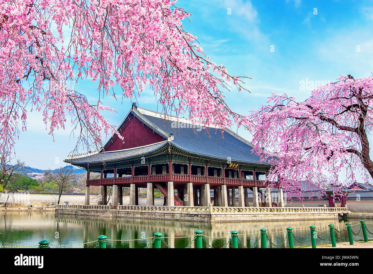gyeongbokgung-palace-with-cherry-blossom-in-spring-seoul-in-korea