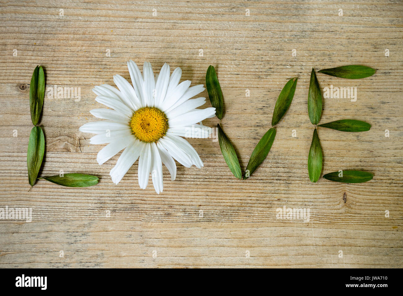 Inscription love, lined with chamomile and leaves on a wooden background Stock Photo
