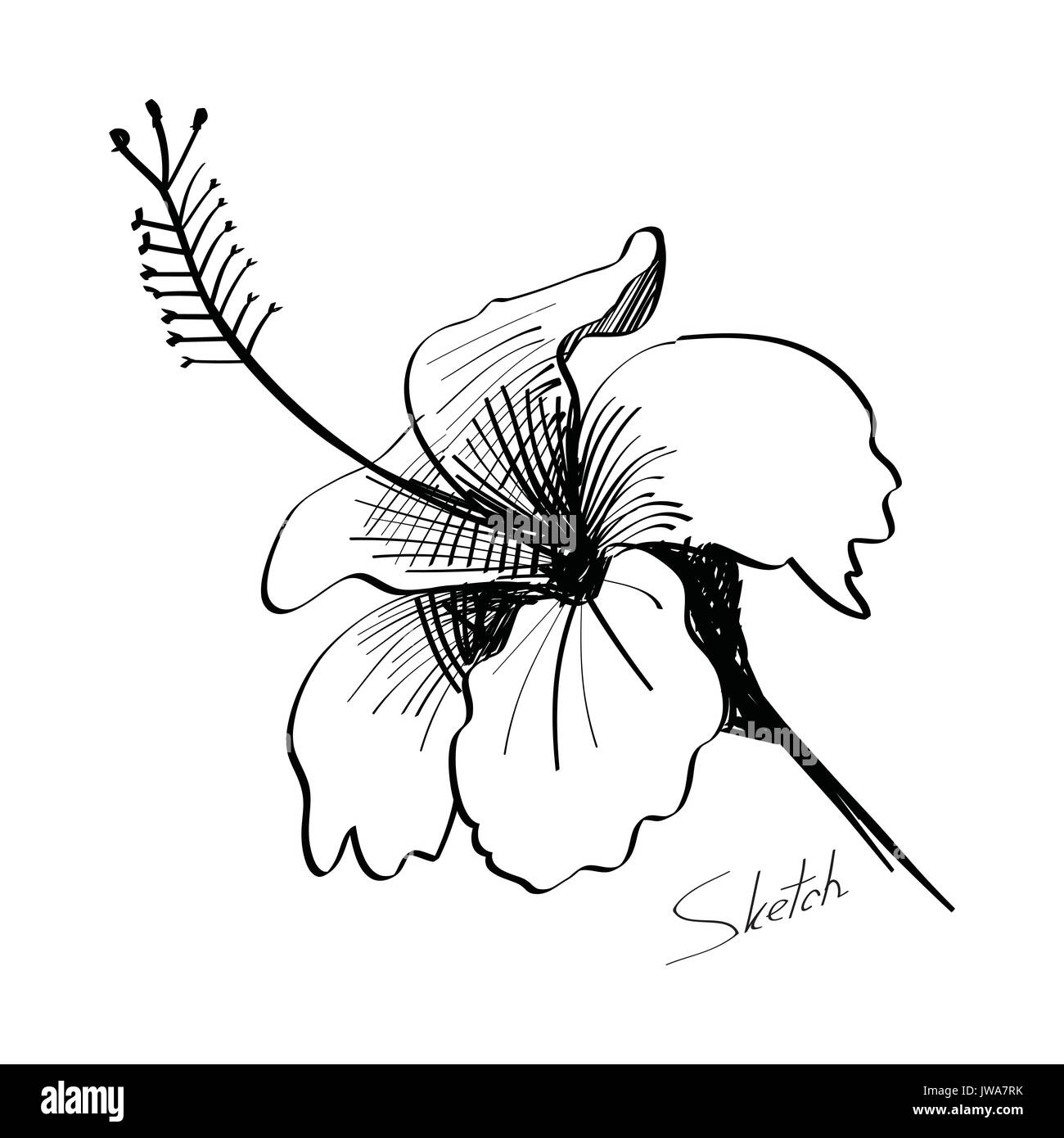 The abstract of sketch flower hand drawn Stock Vector Image & Art - Alamy