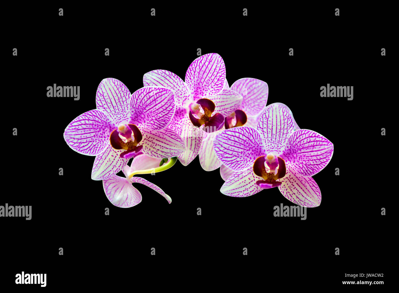 Orchid isolated on black background. Stock Photo