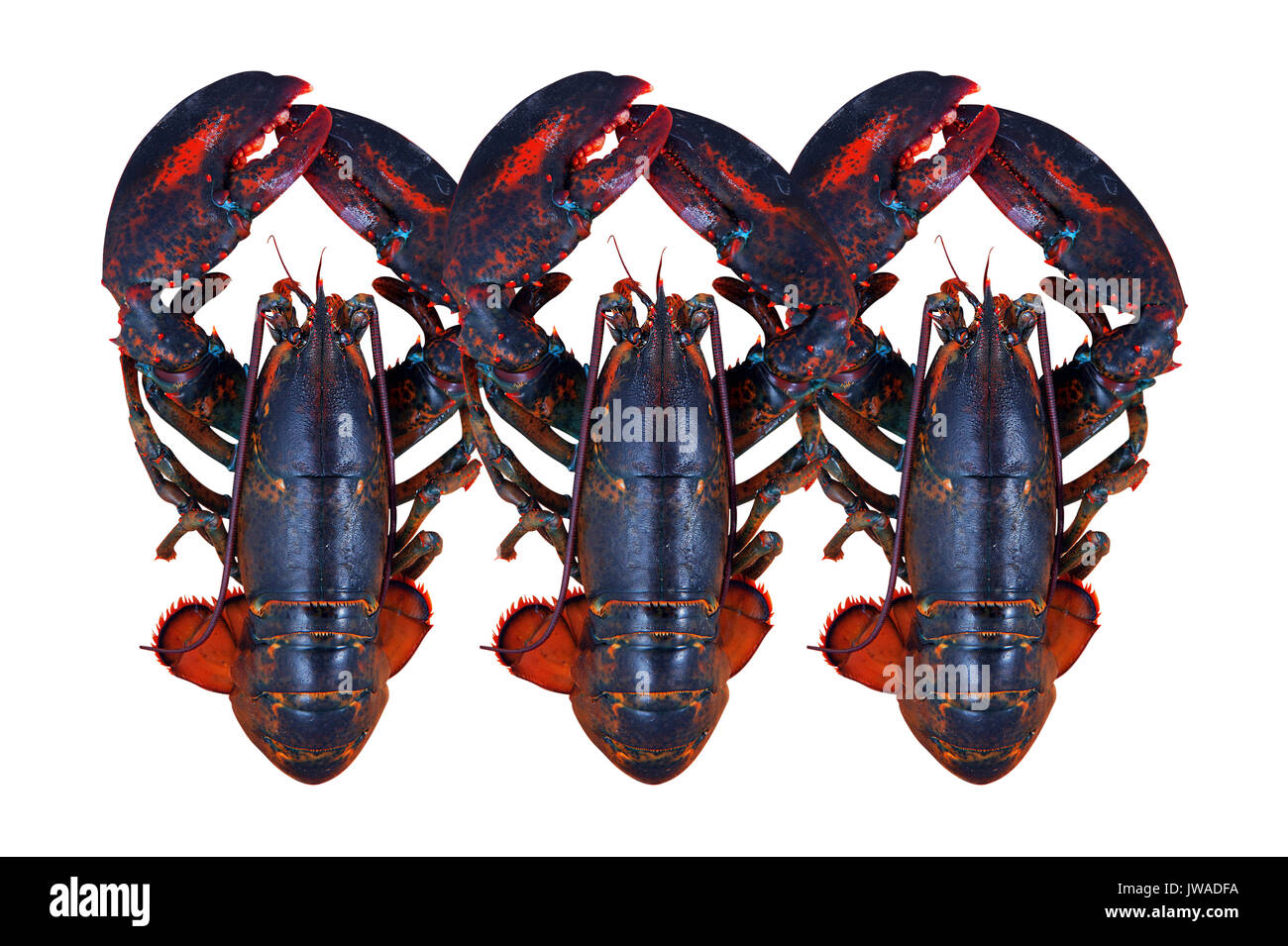 lobster isolated on white background Stock Photo