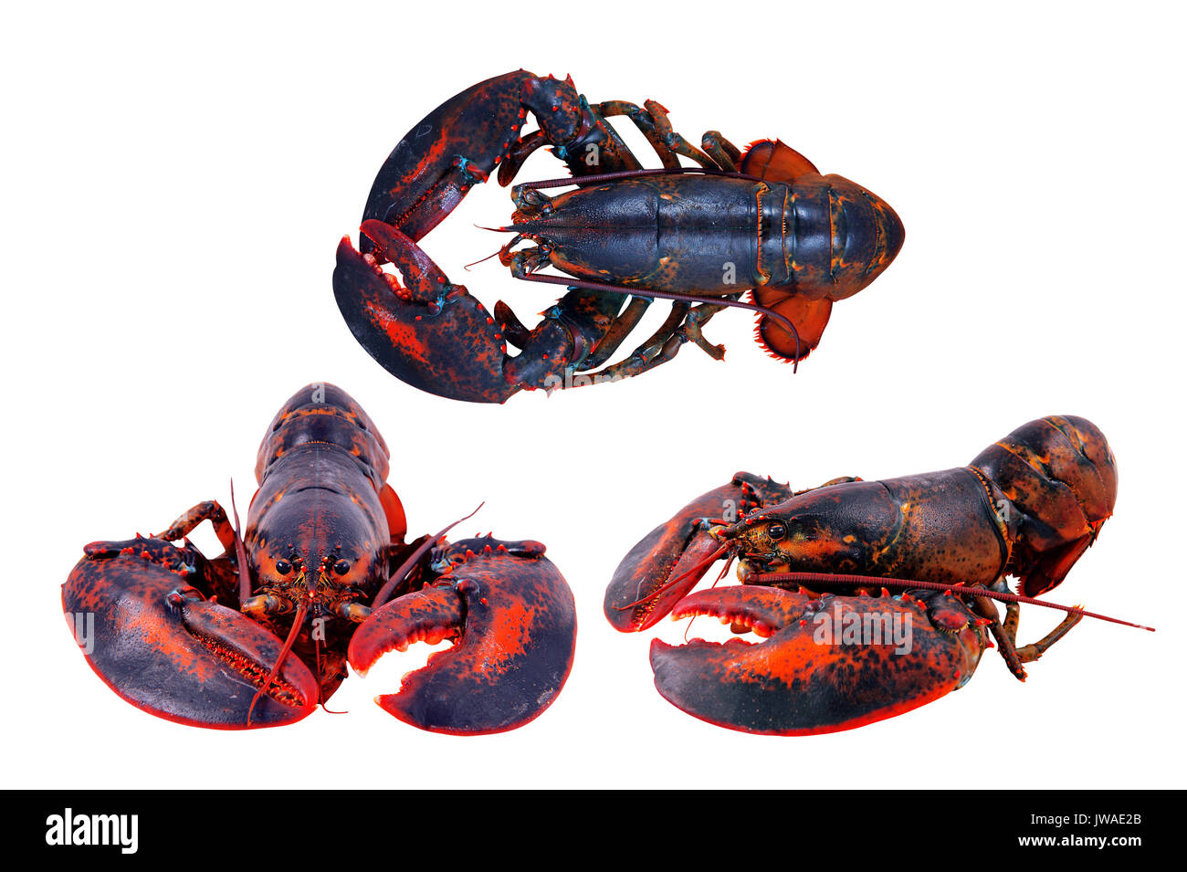 Prawn meal birds eye view Cut Out Stock Images & Pictures Alamy