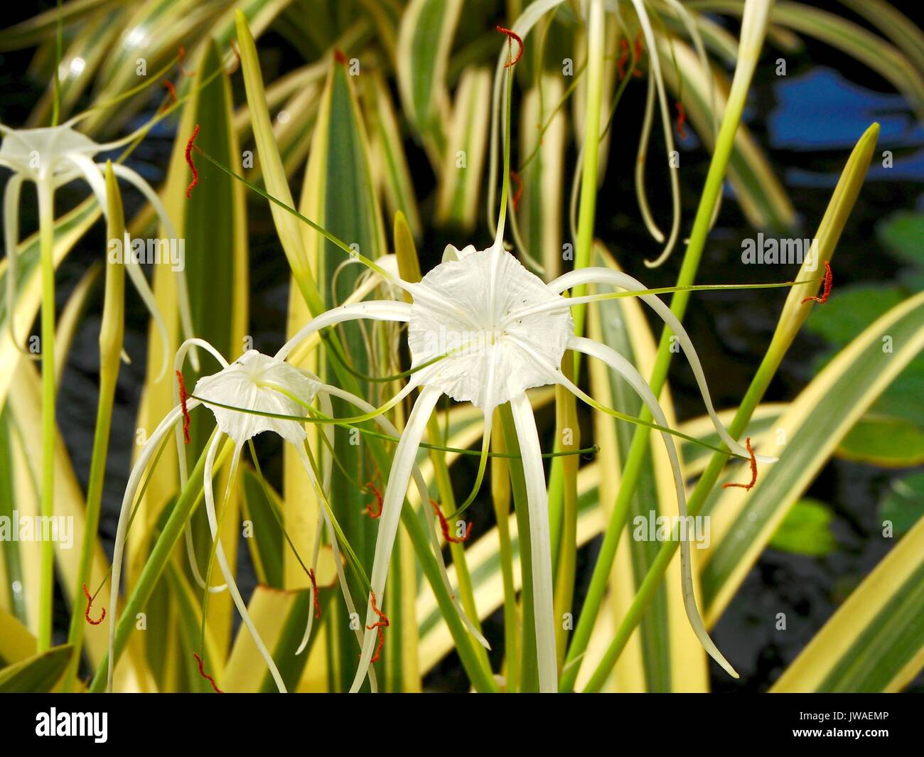 Hymenocallis litorallis Stock Photo