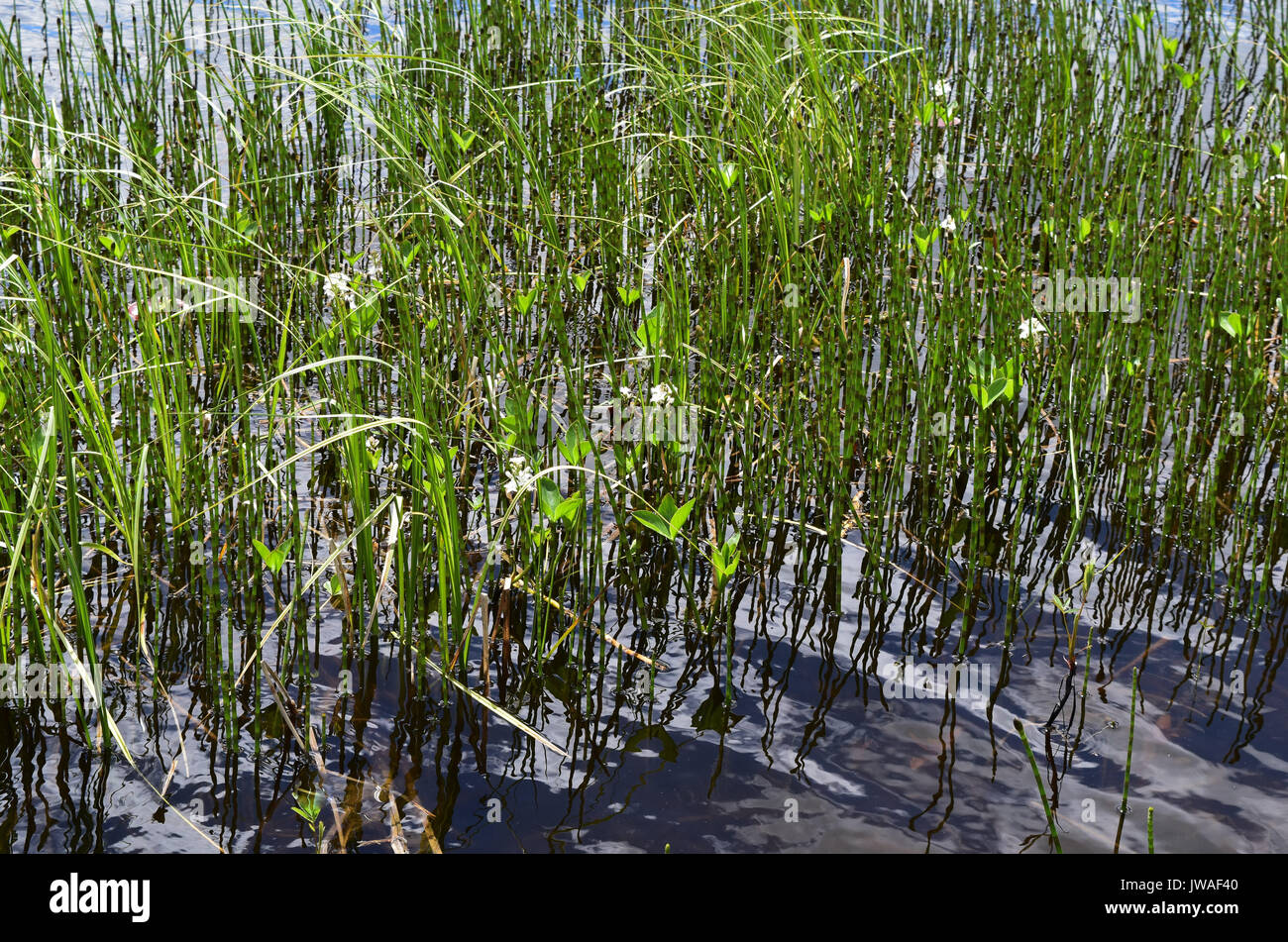 Reeds in water along the shore of a lake Stock Photo - Alamy