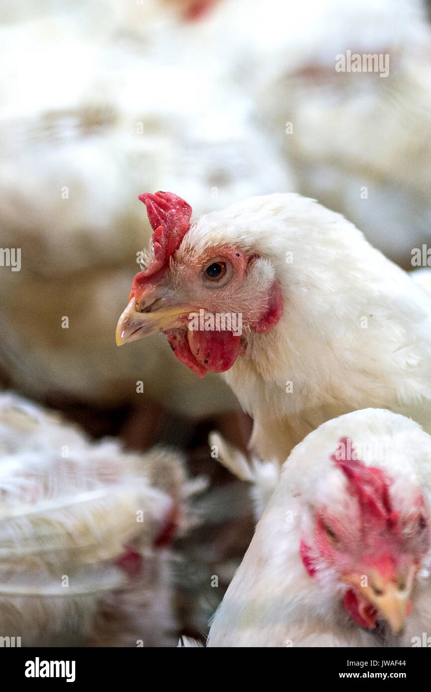 Sick chicken animal hires stock photography and images Alamy