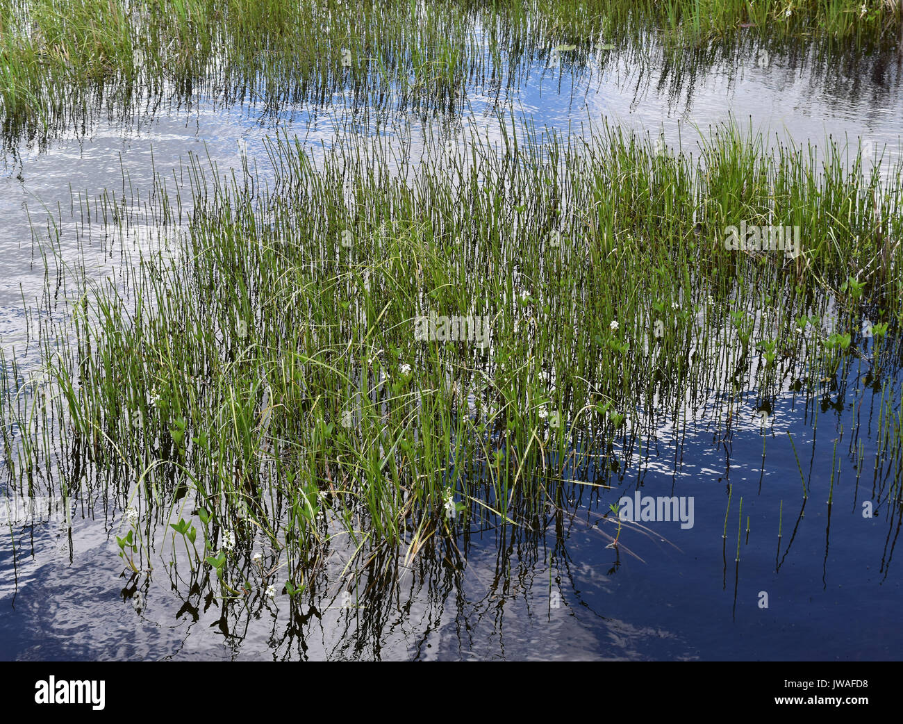 Reeds in water along the shore of a lake Stock Photo - Alamy
