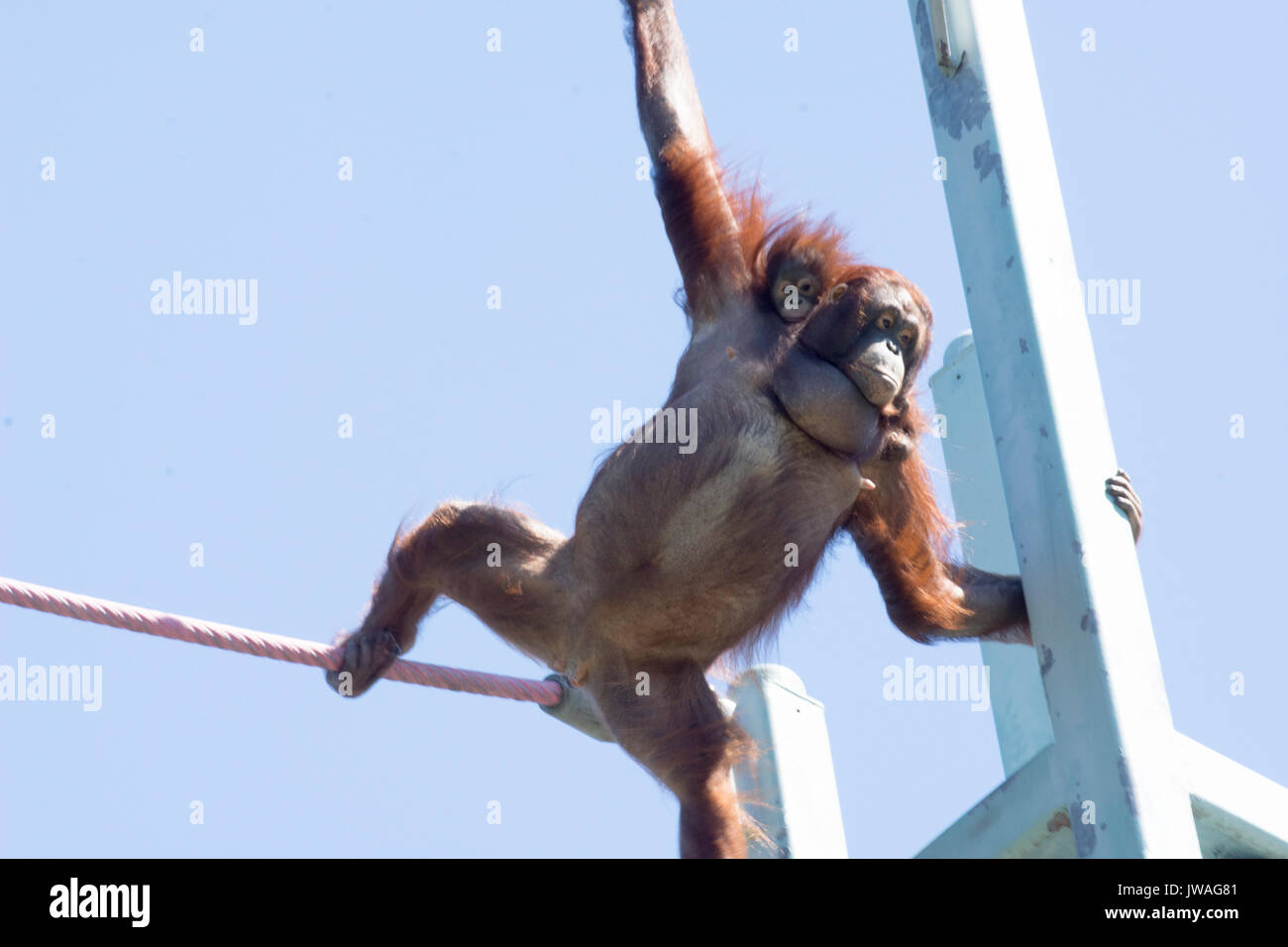 Orangutans Batang (mother) and Redd (baby), in the Think Tank exhibit at the National Zoo in Washington, DC. Stock Photo