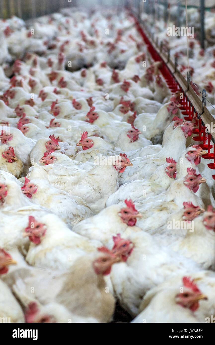 Sick chicken animal hires stock photography and images Alamy