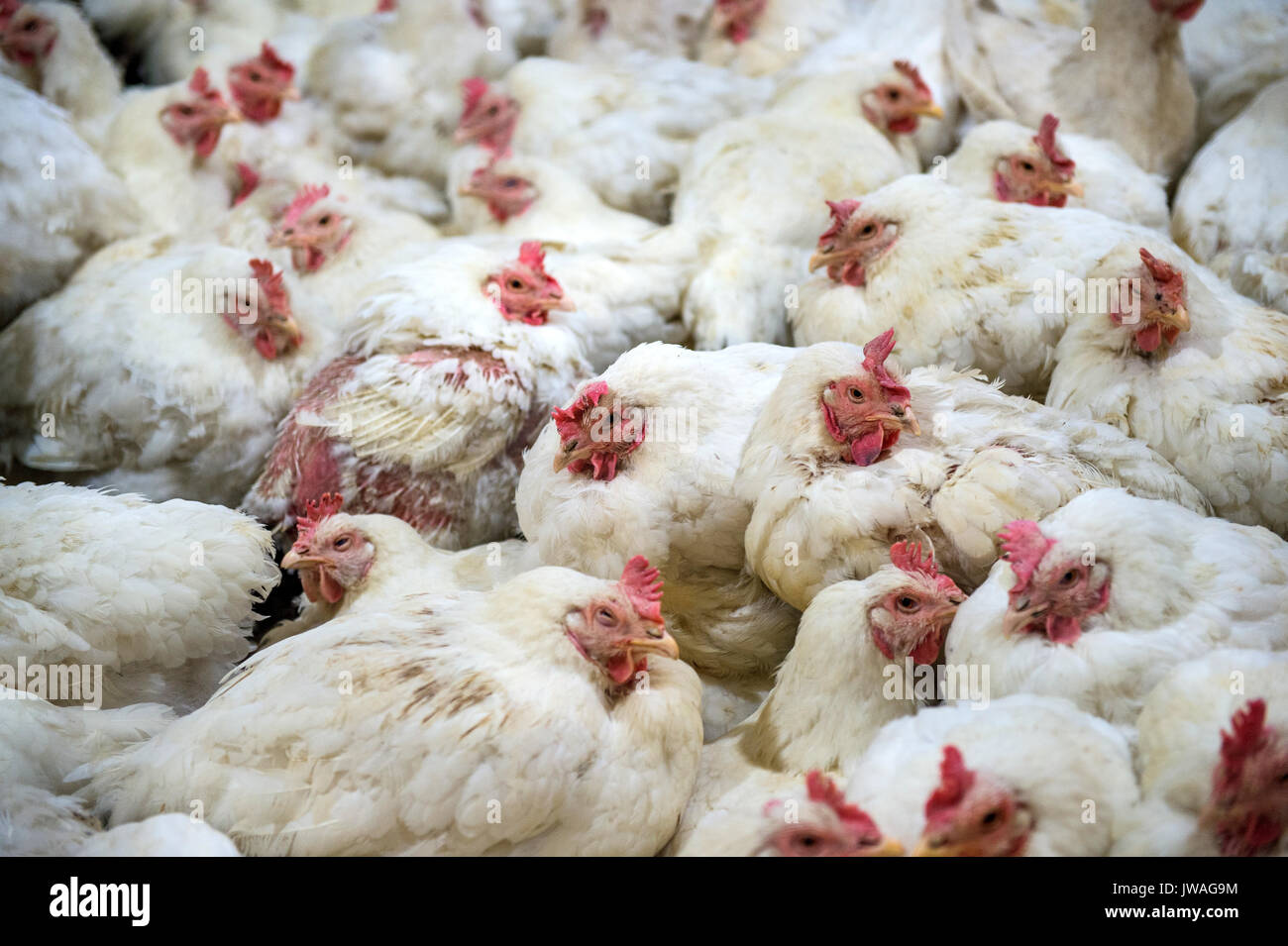 Sick chicken or Sad chicken in farm,Epidemic, bird flu, health problems