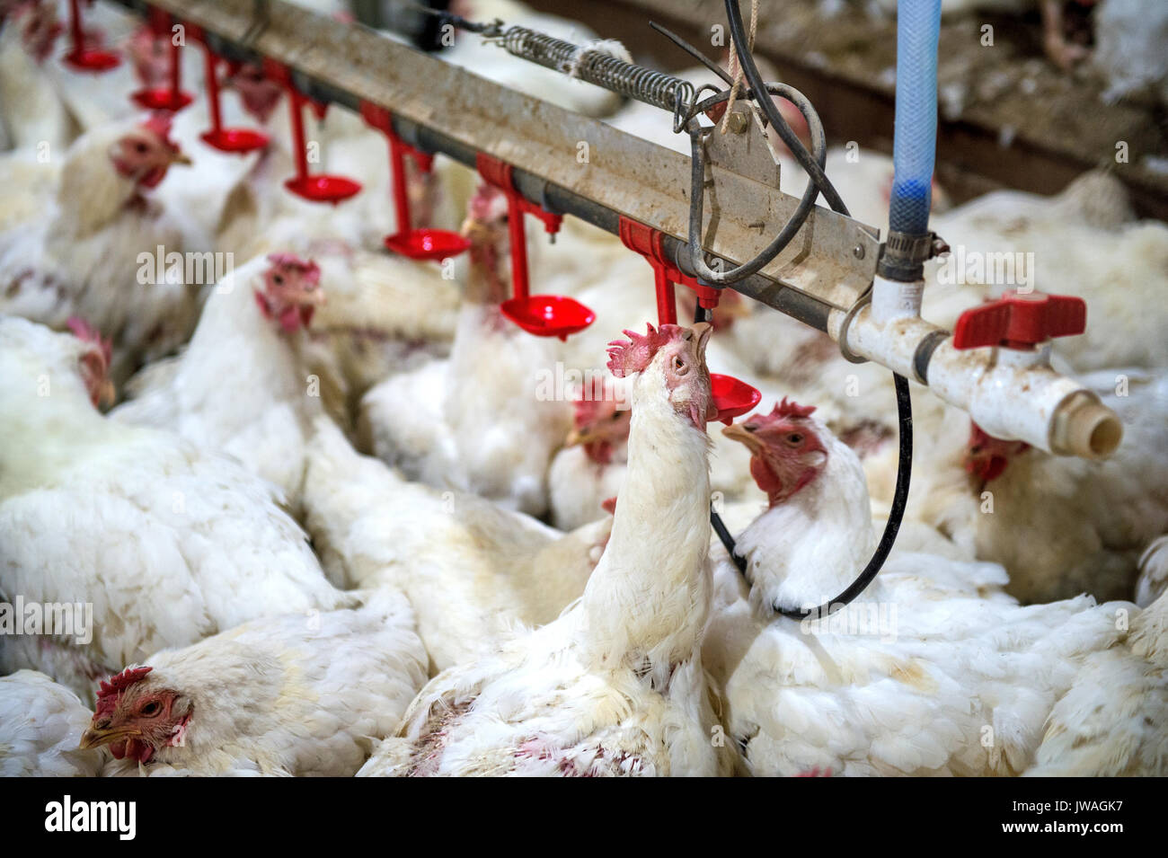 Sick chicken or Sad chicken in farm,Epidemic, bird flu, health problems