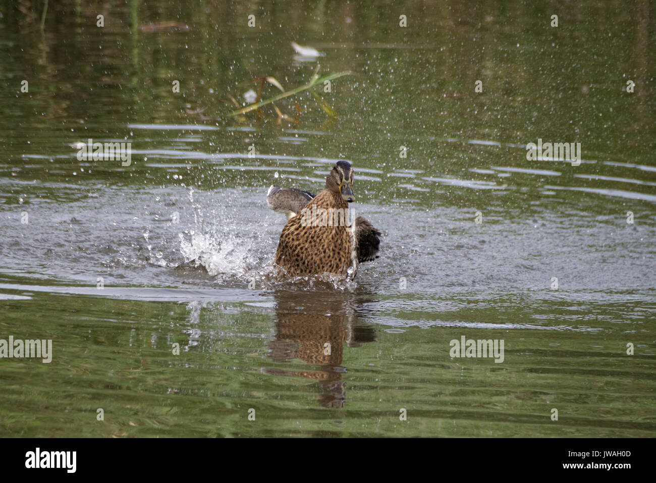 Female mallard duck bathing in lake water Stock Photo Alamy