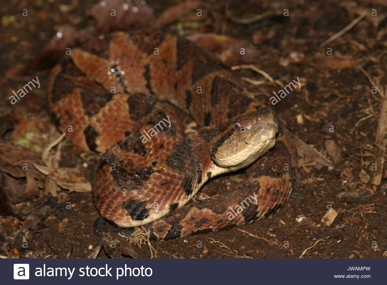Jumping Pit Viper Stock Photos & Jumping Pit Viper Stock Images Alamy
