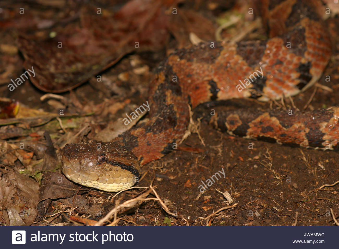 Jumping Pit Viper Stock Photos & Jumping Pit Viper Stock Images Alamy