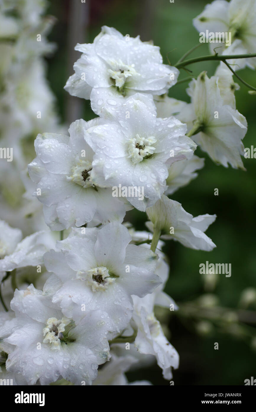 Delphinium 'Jill Curley' Stock Photo