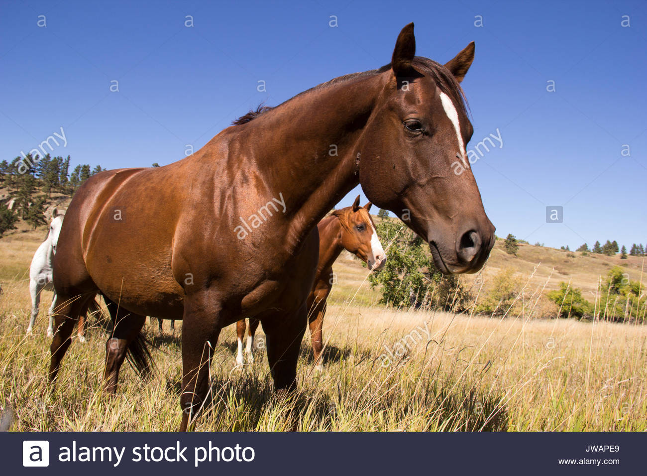 Belle Fourche South Dakota Stock Photos & Belle Fourche South Dakota Stock Images Alamy