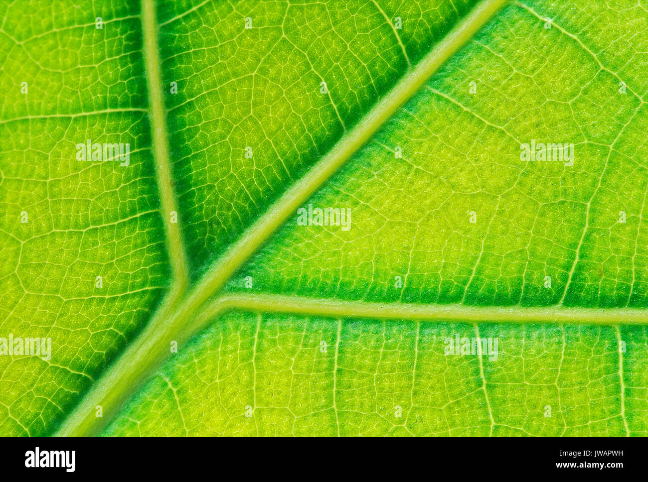 Netzartige Blattaderung des Blatts einer Plumeria-Art (Frangipani) Stock Photo