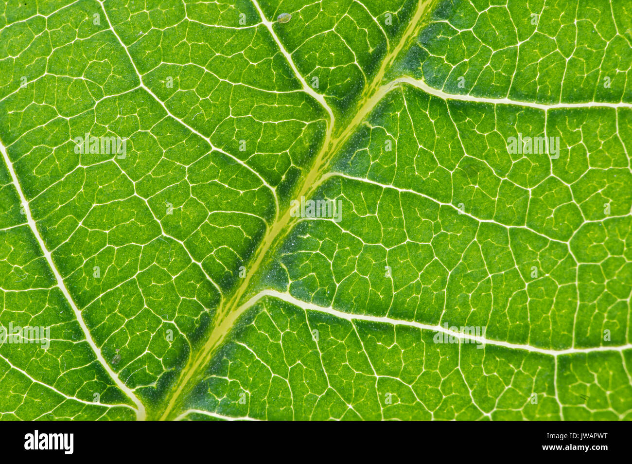 Netzartige Blattaderung eines Blatts der Papaya-Pflanze (Carica papaya) Stock Photo