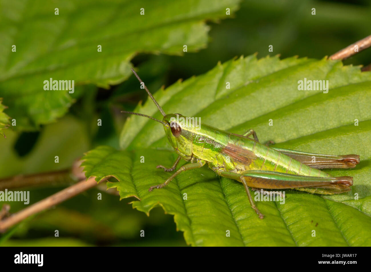 Small gold grasshopper (Chrysochraon brachyptera), female sitting on leaf, Baden-Württemberg, Germany Stock Photo