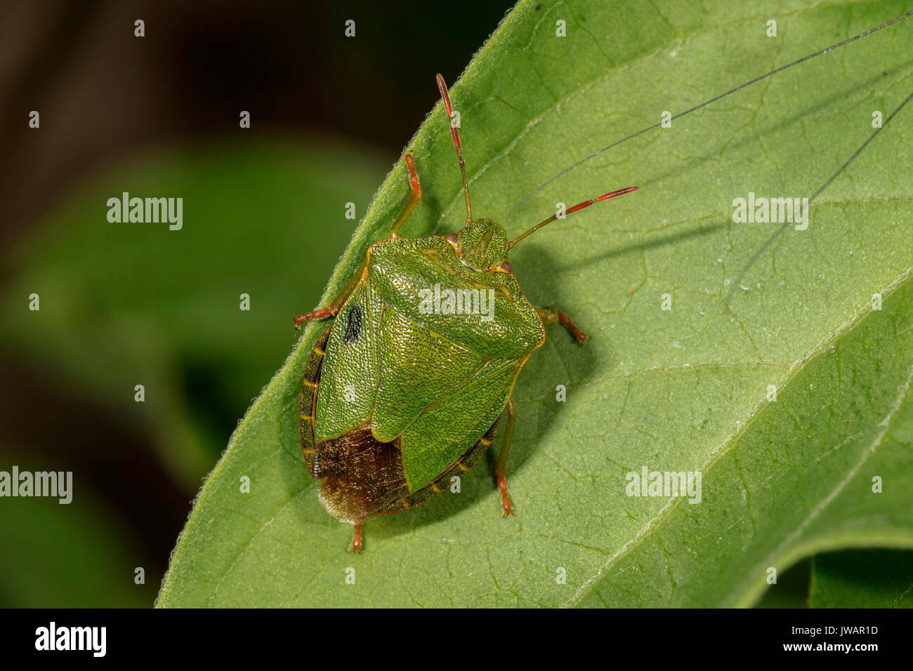 Green shield bug (Palomena prasina) on a leaf, Baden-Württemberg, Germany Stock Photo