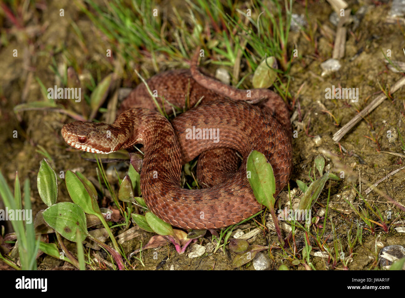 Common European viper (Vipera berus), copper color, rolled up, Murnauer Moos, Bavaria, Upper Bavaria, Germany Stock Photo