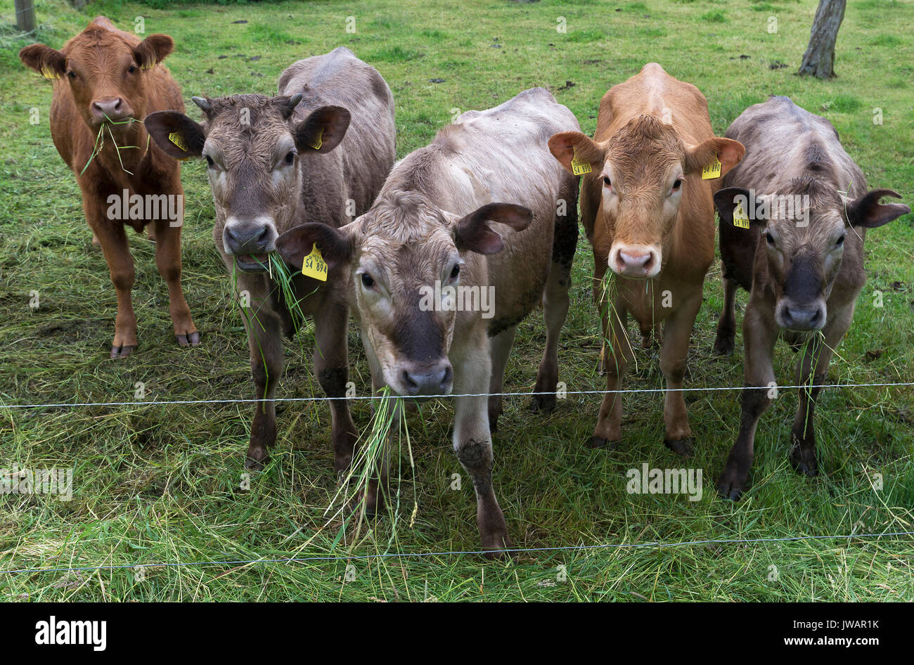 Grass feed cattle hires stock photography and images Alamy