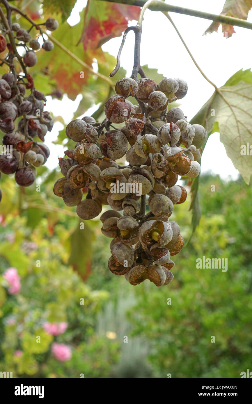 Powdery mildew on wine grapes, grape vine disease, Uncinula nectar Erysiphe necator, Spain. Stock Photo
