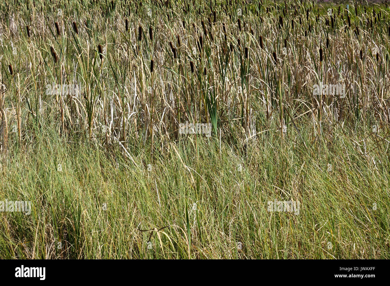 Cattail , Typha latifolia , growing in natural swamp, Limburg, Netherlands. Stock Photo