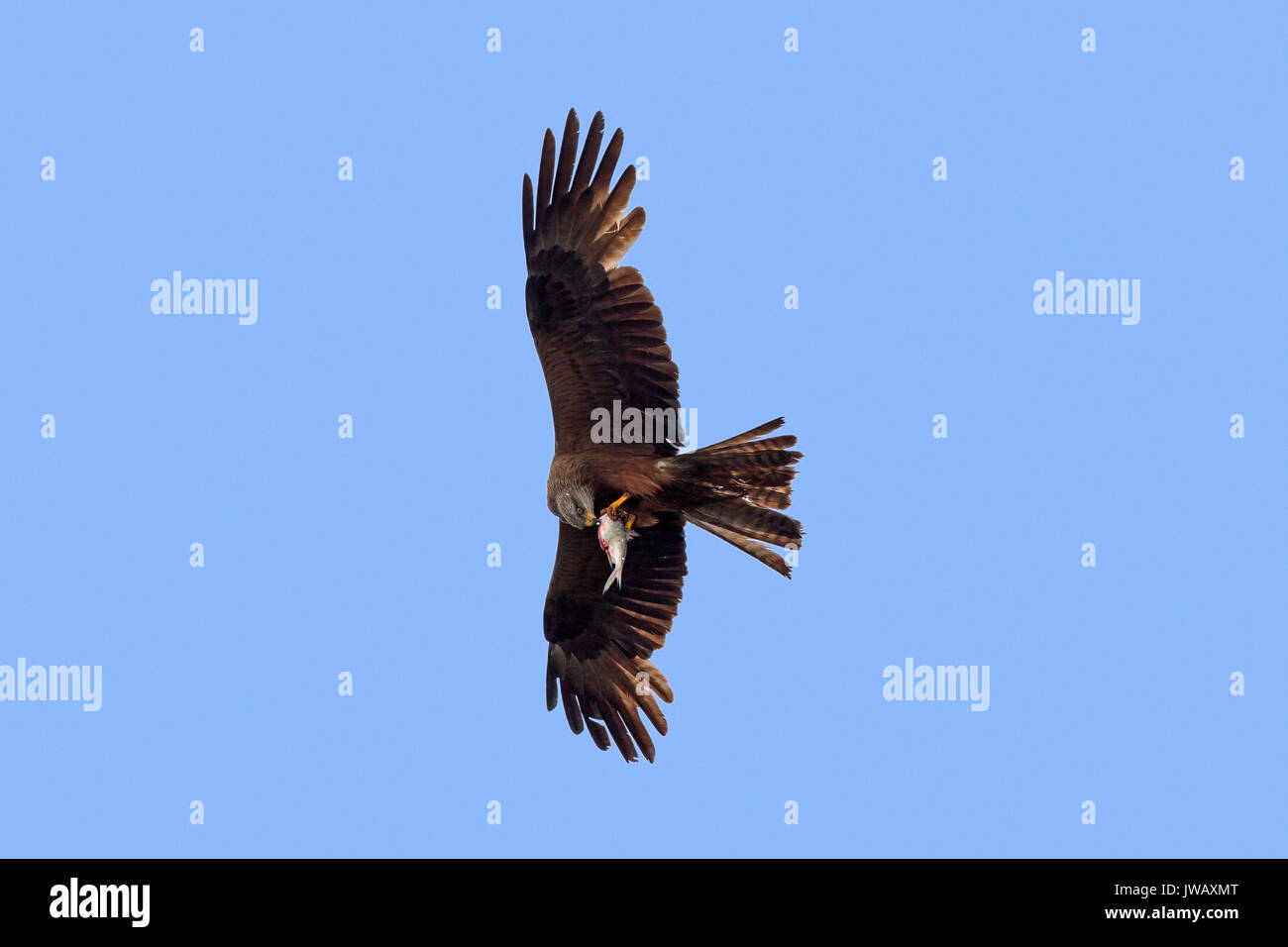Black kite (Milvus migrans) in flight against blue sky with caught fish in talons Stock Photo