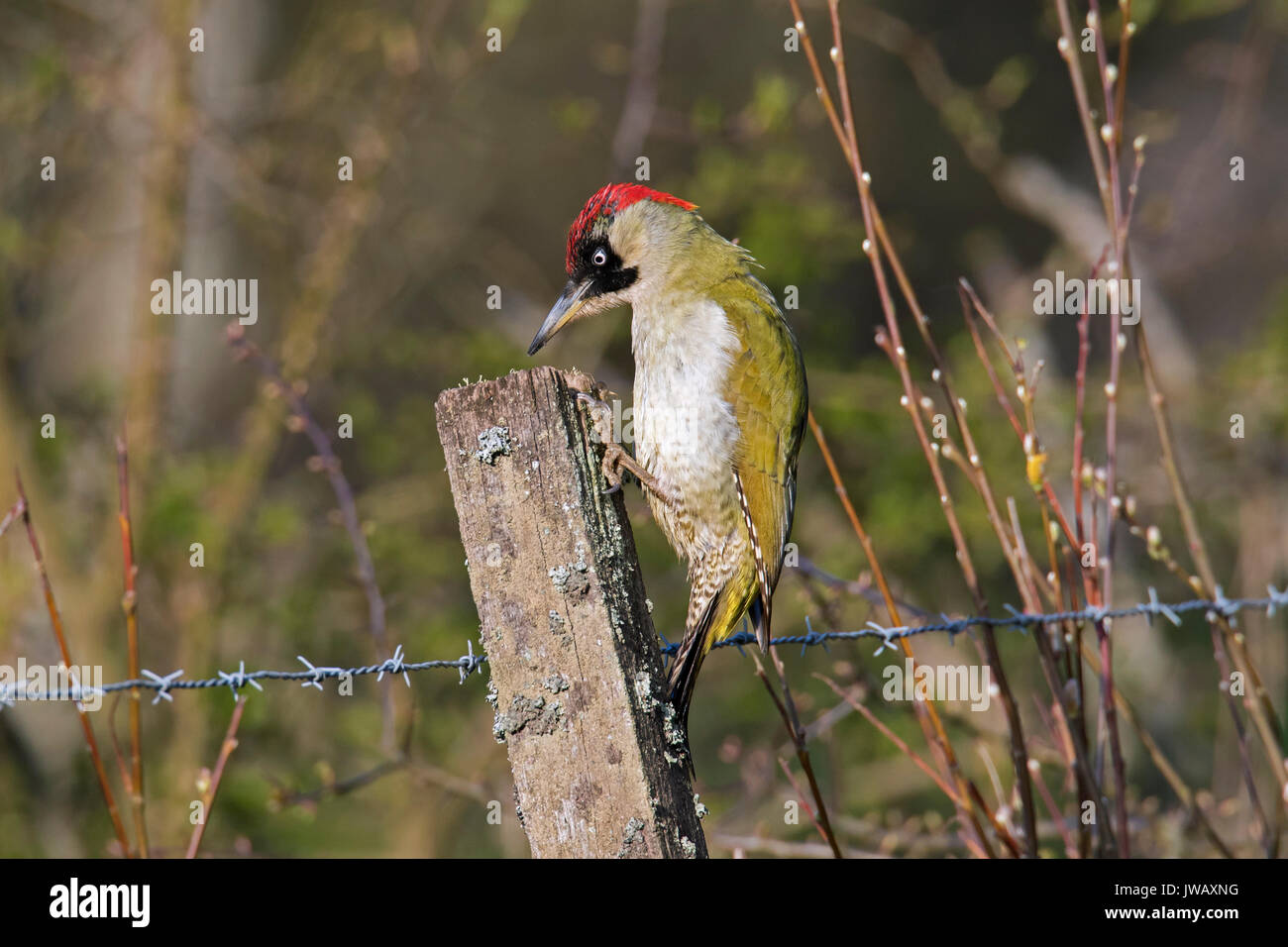 European green woodpecker (Picus viridis) female perched on old wooden fence post Stock Photo