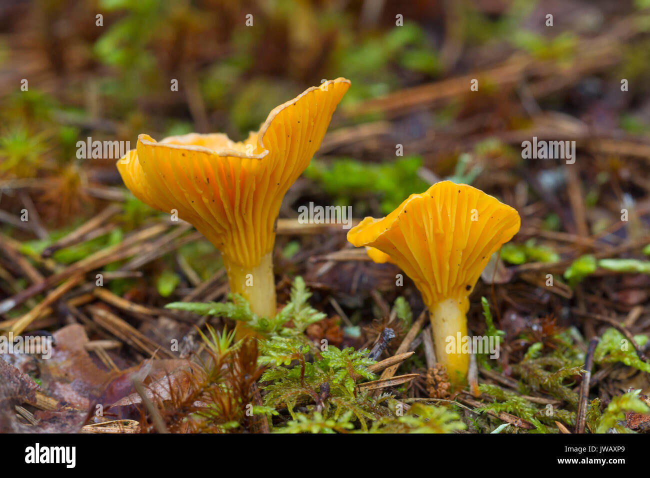 Chanterelle / girolle (Cantharellus cibarius) edible mushrooms on the forest floor in autumn woodland Stock Photo