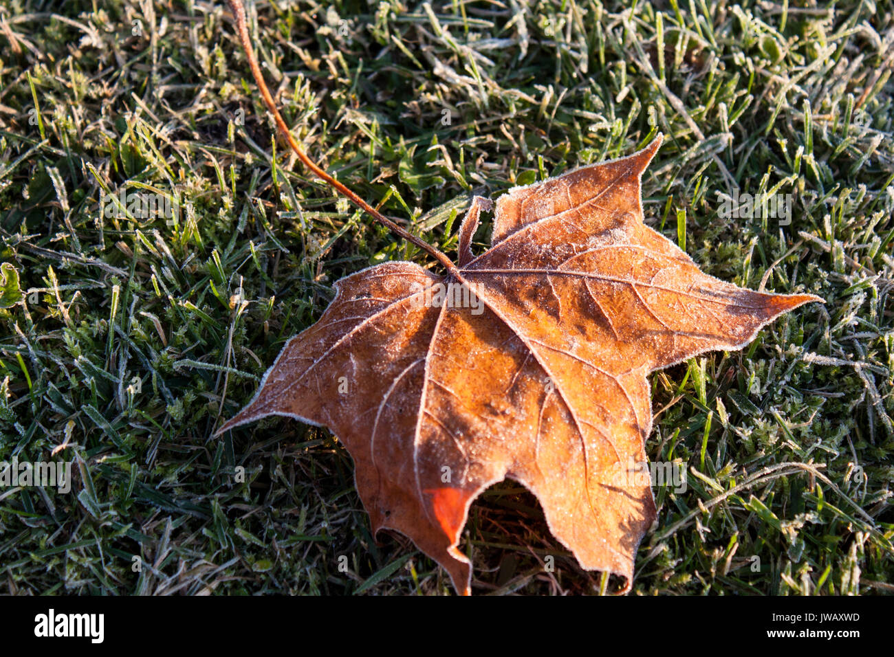 A golden maple leaf fallen on a frozen grass Stock Photo