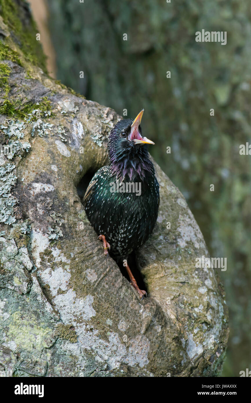 Common starling / European starling (Sturnus vulgaris) calling from nest hole in hollow tree in spring Stock Photo