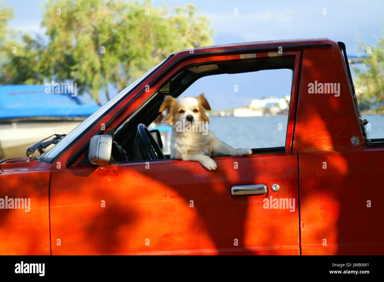 dog in a hot car Stock Photo Alamy