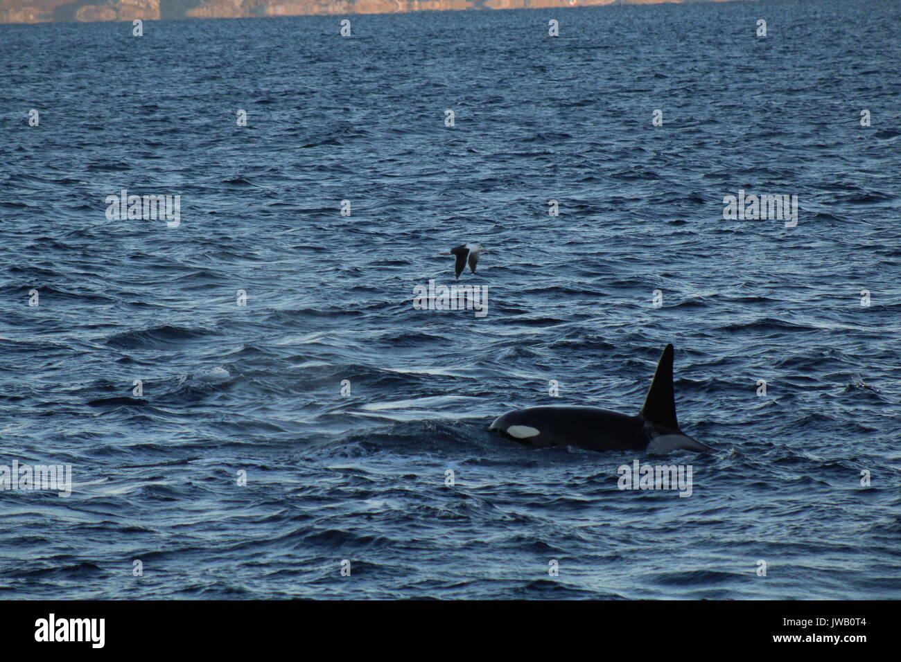 An orca surfacing in a fjord by tromso with bird flying overhead Stock ...
