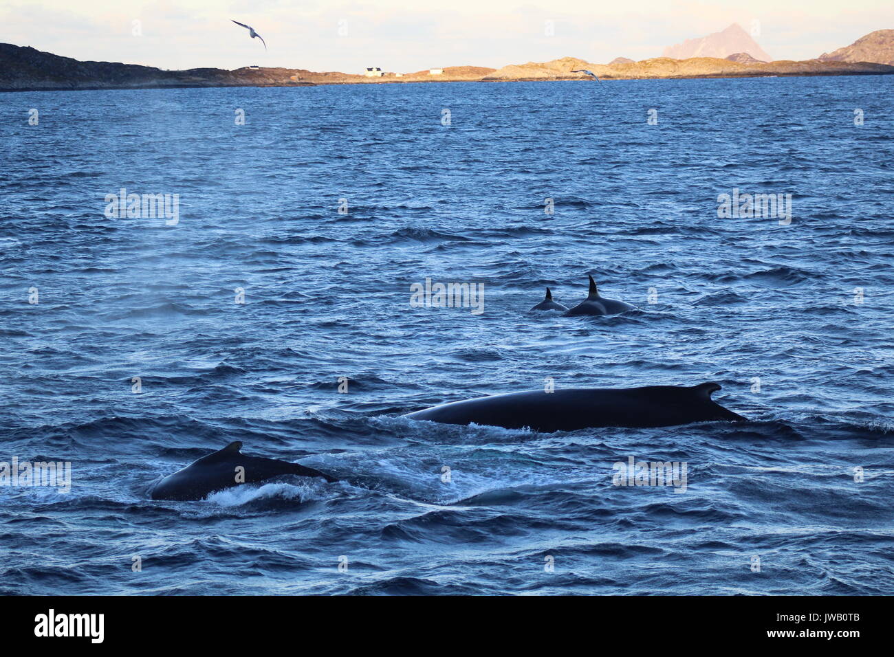 Two humpback whales and a couple of orcas surfacing in fjord by Tromso with mountains and bird flying overhead Stock Photo