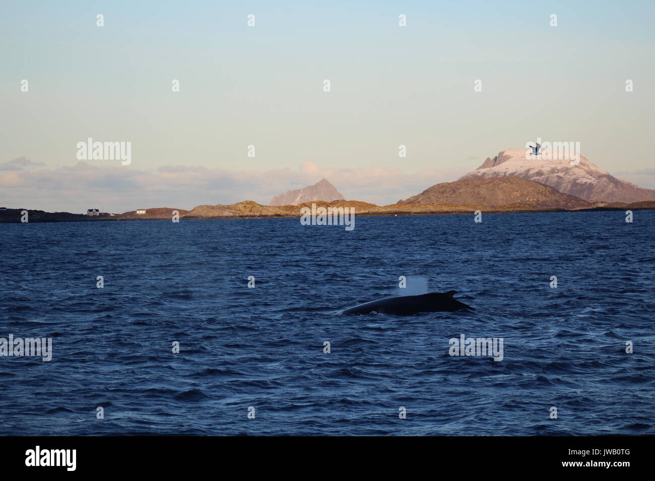 A humpback whale surfacing in a fjord by mountains with bird flying overhead Stock Photo