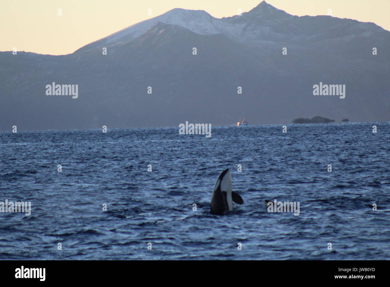An orca spotting in fjord with mountains in the distant Stock Photo
