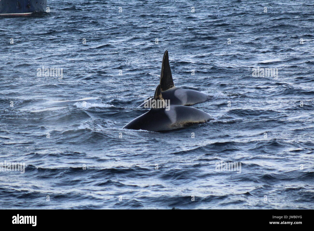 Surfaced orca whales swimming in fjord by mountains in Norway Stock Photo