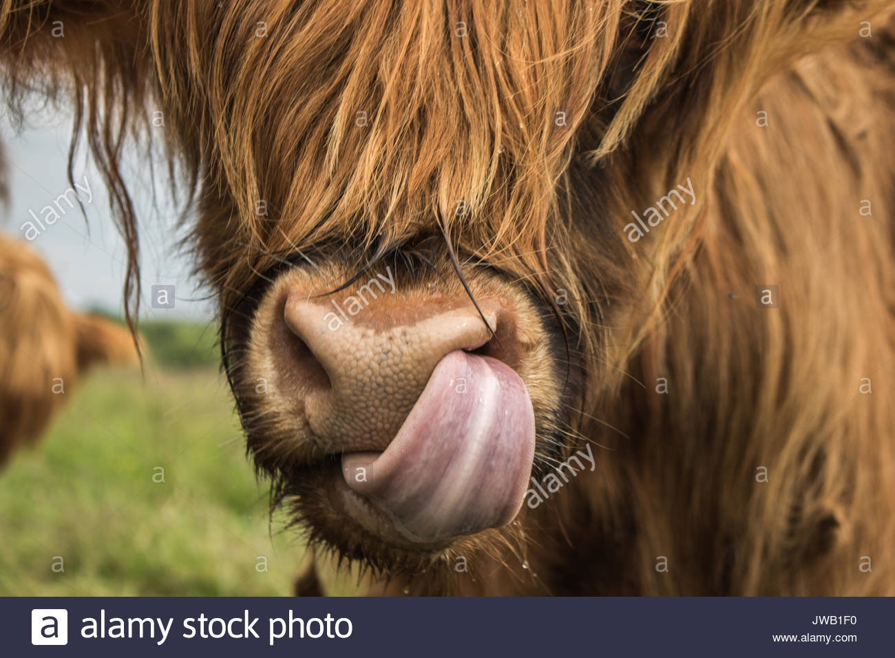 Cow Nose Stock Photos & Cow Nose Stock Images Alamy