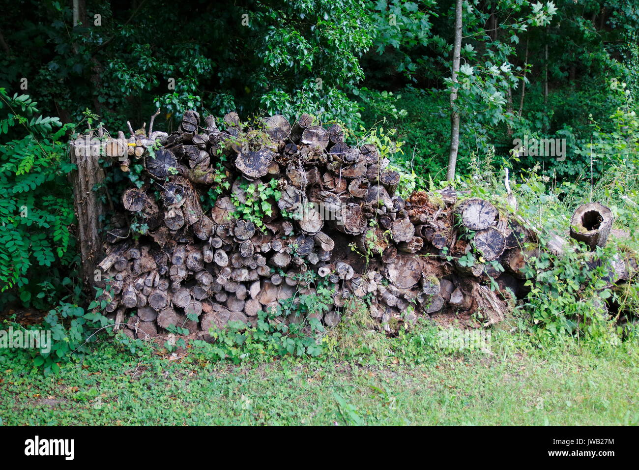 Holzstamm , ausgehölt mit Loch in der Mitte Stock Photo