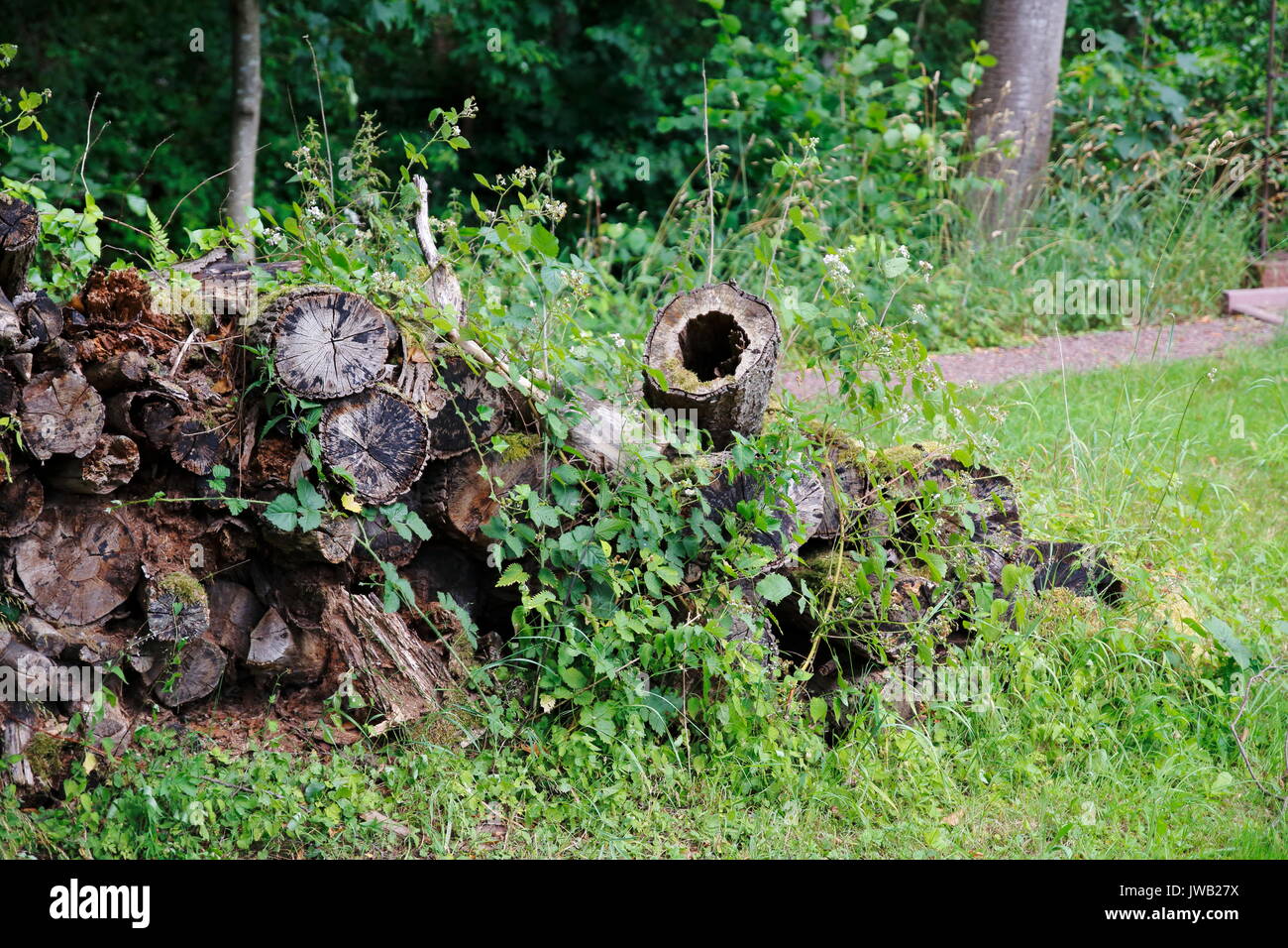 Holzstamm , ausgehölt mit Loch in der Mitte Stock Photo