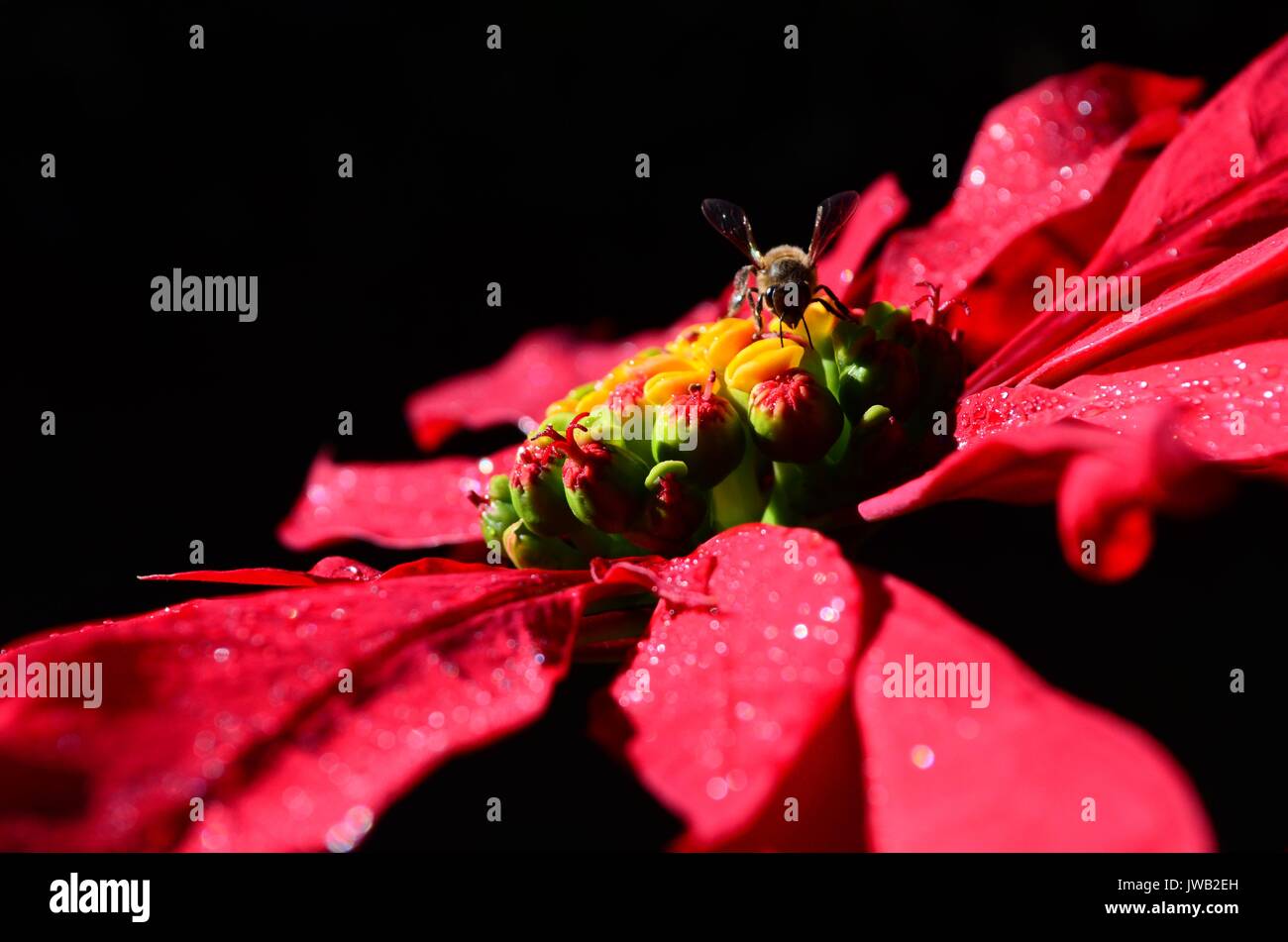 Close up of red Poinsettia with honey bee on the flower. It is actually the bracts and not the insignificant flowers that give the colourful display. Stock Photo