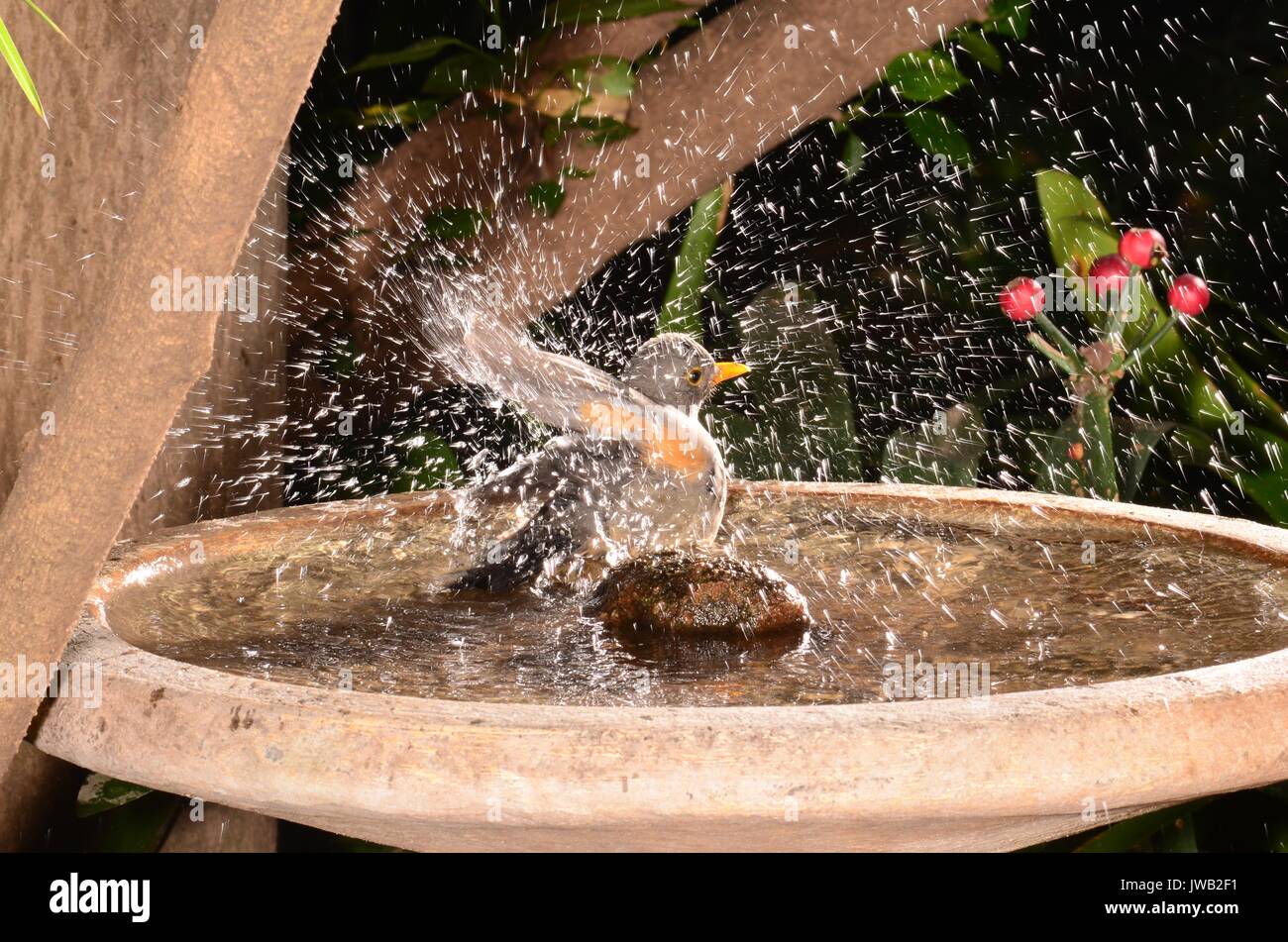 Olive thrush (TURDUS Olivaceus) bathing in a garden bird bath. Forages on ground, running, stopping and pecking on ground or leaf litter. Quite tame. Stock Photo