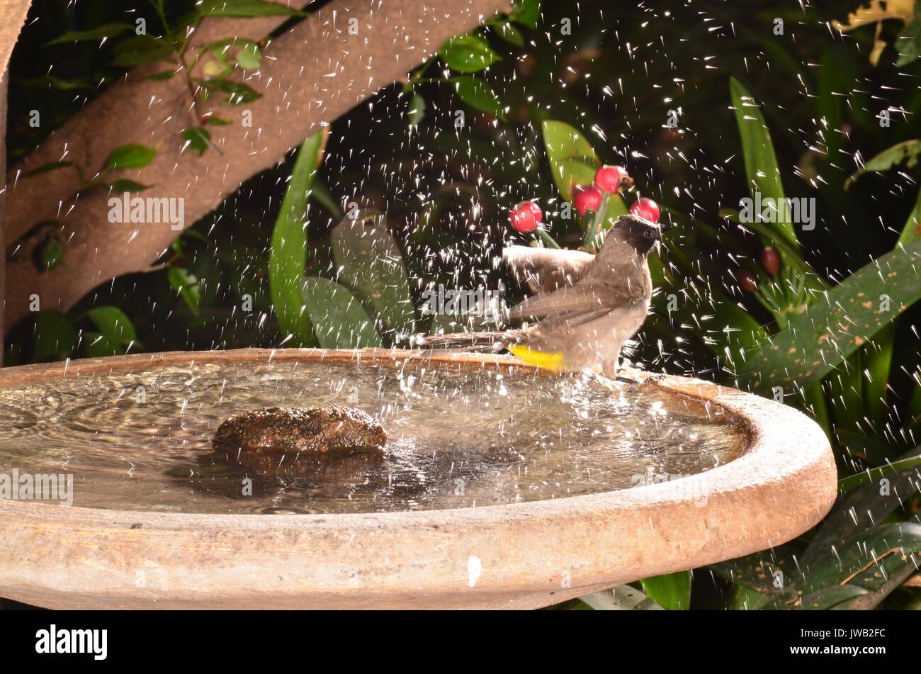 Black eyed Bulbul bathing in a garden bird bath. Bill legs and feet are black. Characteristic lemon yellow under tail. Feeds on fruit seeds and nectar Stock Photo