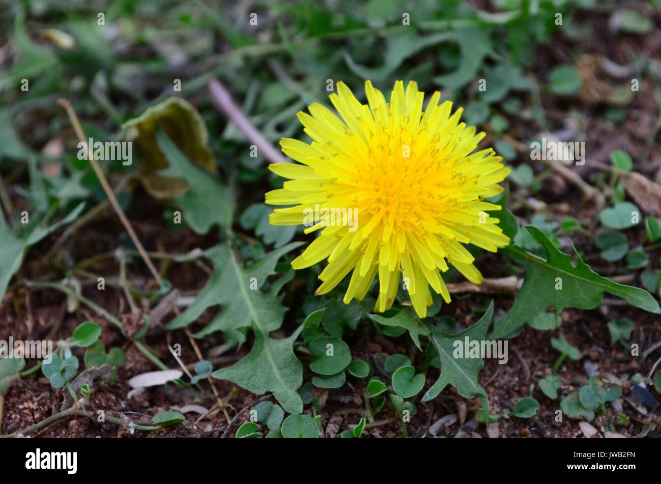 Yellow flower of Beaked Hawksbeard, an annual or perennial herb, widely spread throughout South Africa. Originally from Eastern and Southern Europe. Stock Photo
