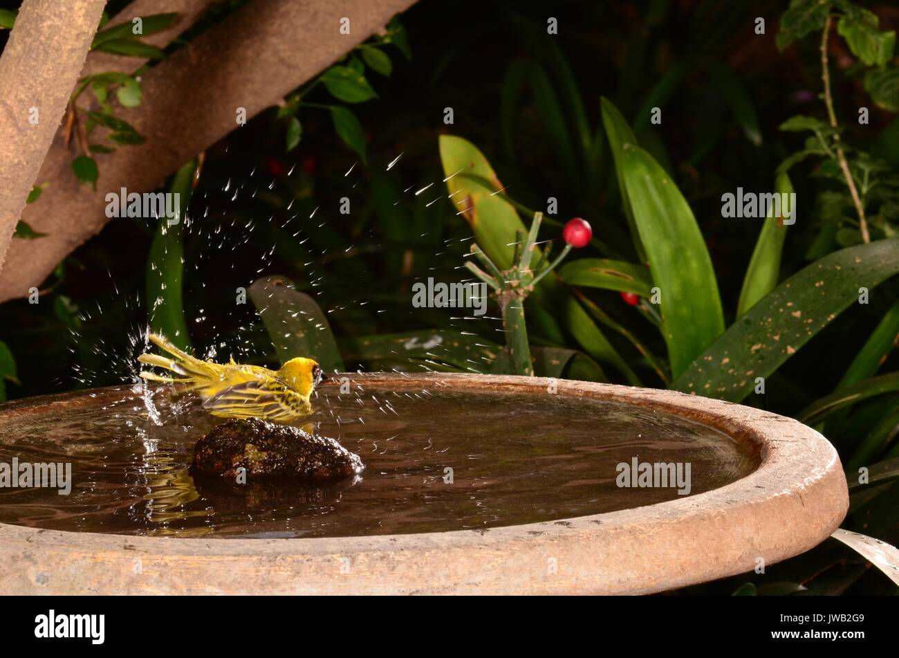 Golden Bishop (EUPLECTES AFER) taking a bath in a garden bird bath. Male builds a longish ball-shaped nest from long grass strands high above ground. Stock Photo