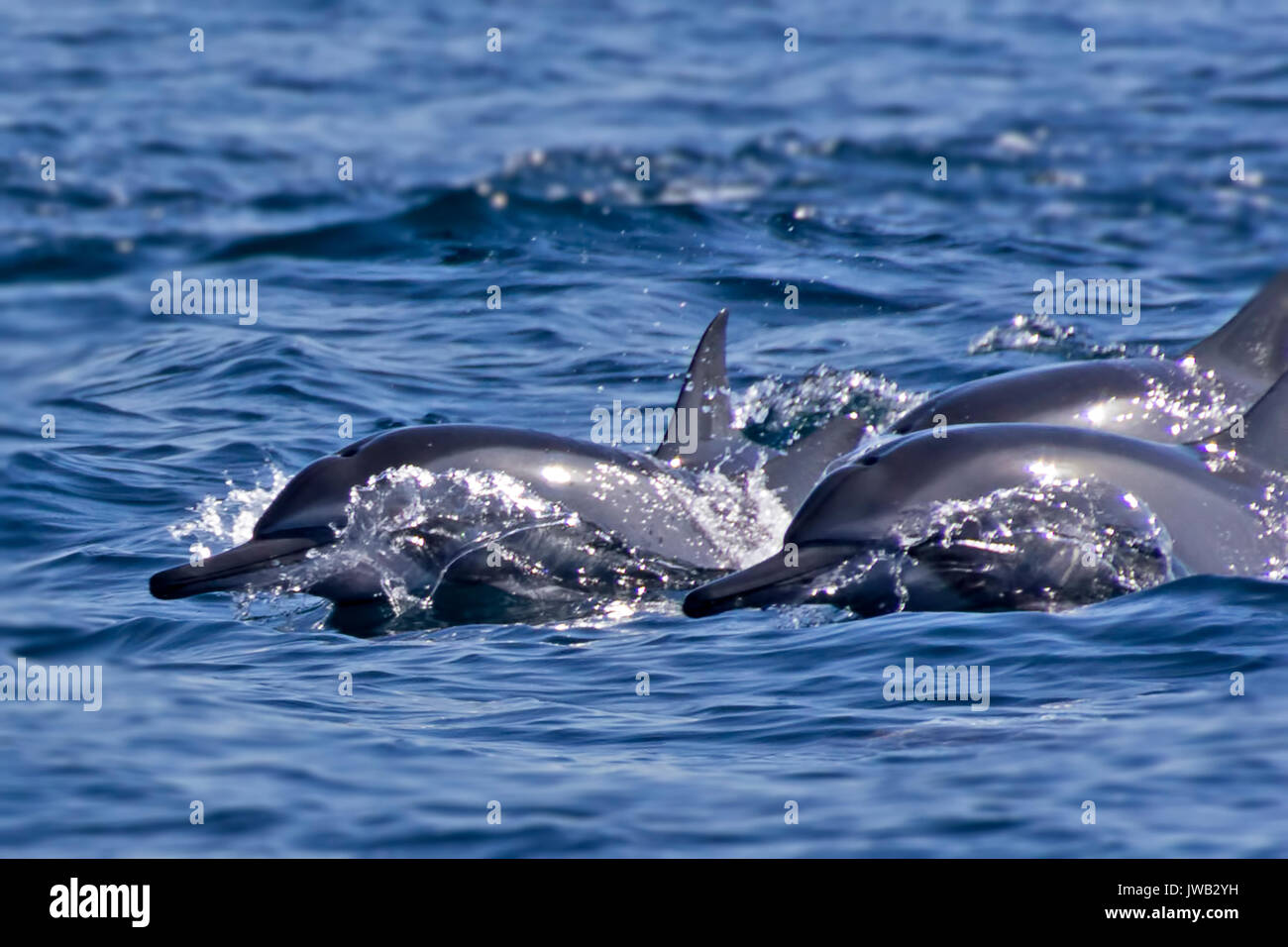Group of bottlenose dolphins - Oman Stock Photo