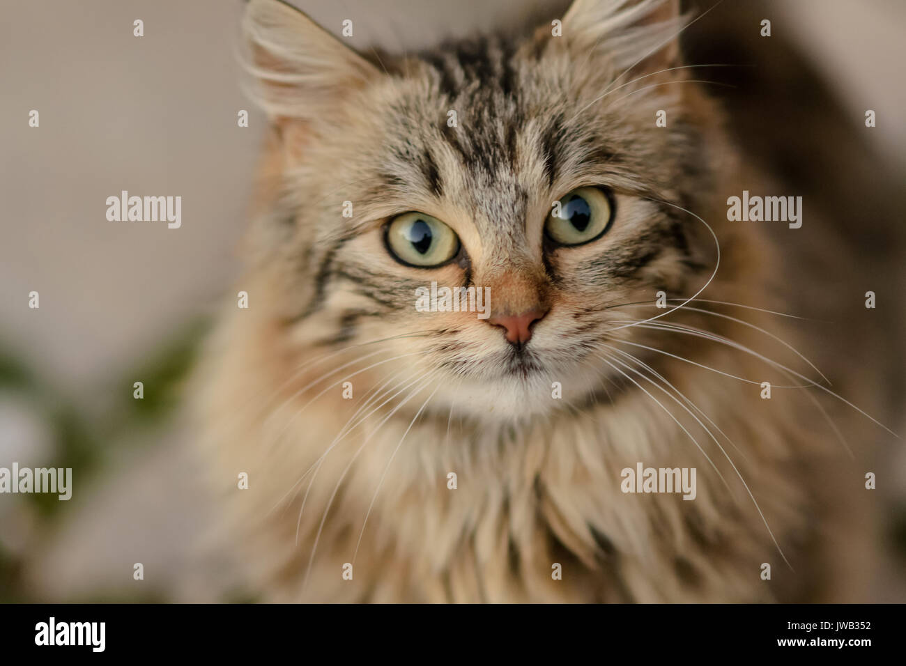 Lose up of the face of a striped brown and grey cat with blurred background. Landscape format. Stock Photo