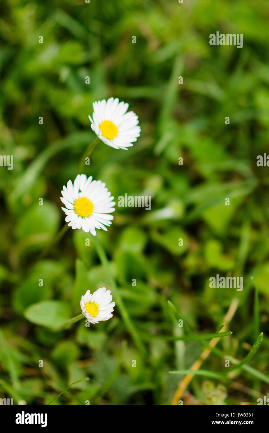 Field daisy flowers blur background hi-res stock photography and images ...