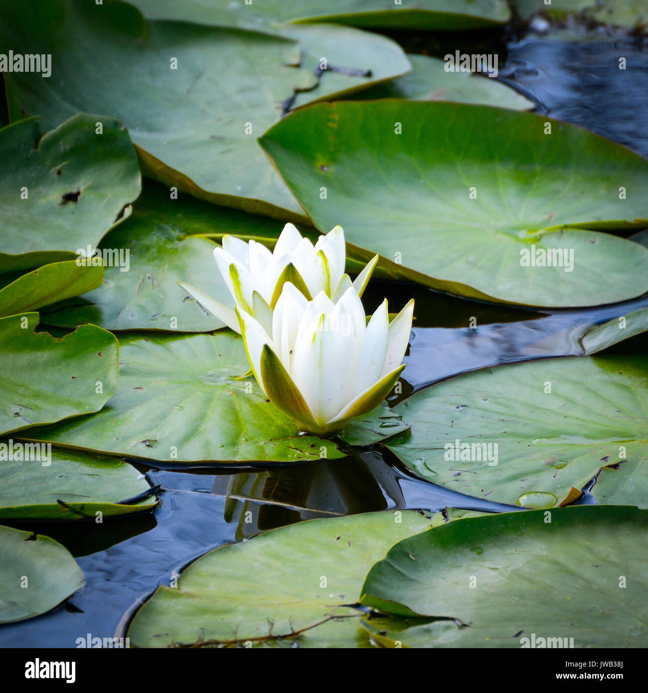 White water lily in a pond in Italy Stock Photo